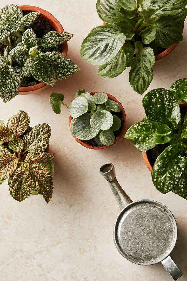 Top-down view of small houseplants in terracotta pots with a metal watering can on a light floor in a new home